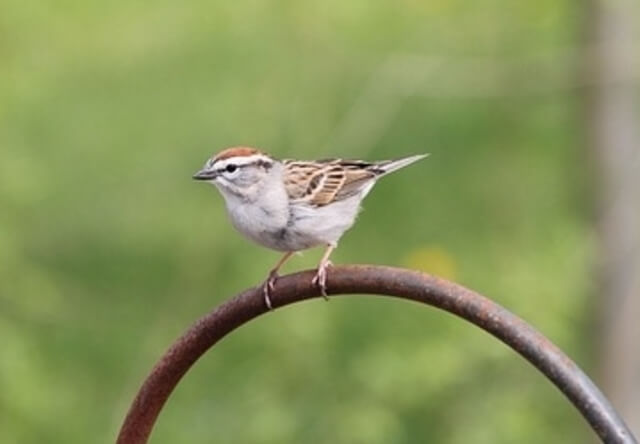 Chipping Sparrow perched on a metal fence