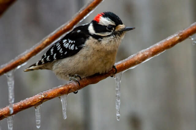 Downy Woodpecker perched on tree branch in winter.