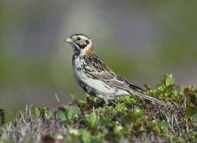 Lapland Longspur foraging for food on the ground.