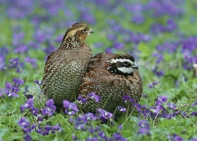 Two Northern Bobwhite Quails foraging