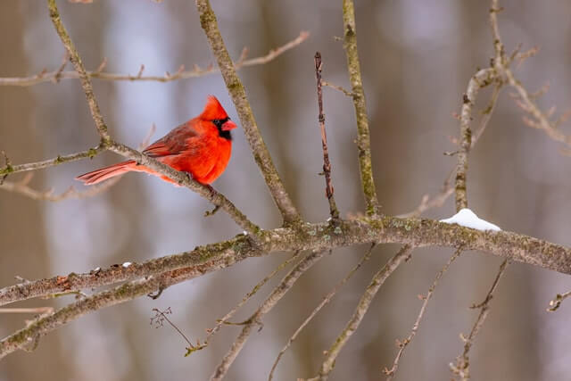 Northern Cardinal perched on tree branch in winter.