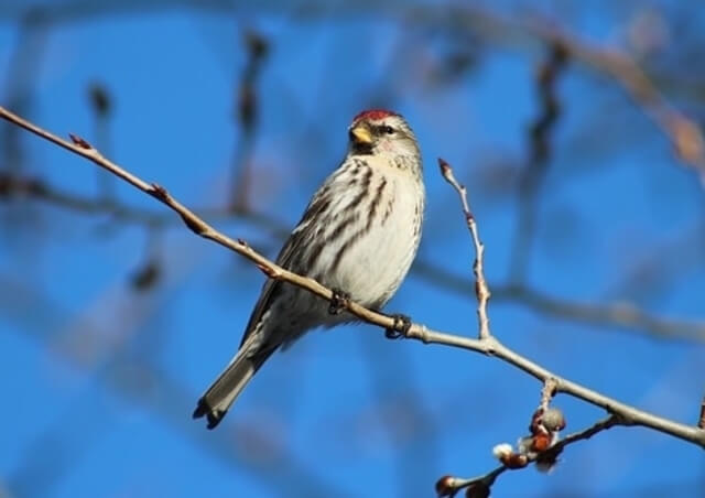 Common Redpoll perched on a tree branch in winter.