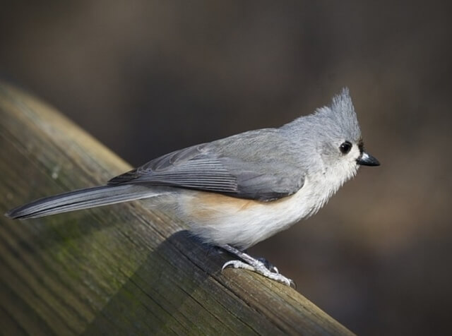 Tufted titmouse perched 