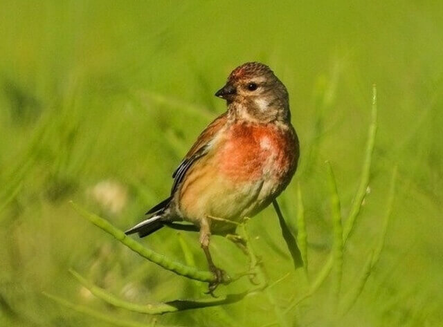 Common Linnet foraging on the ground