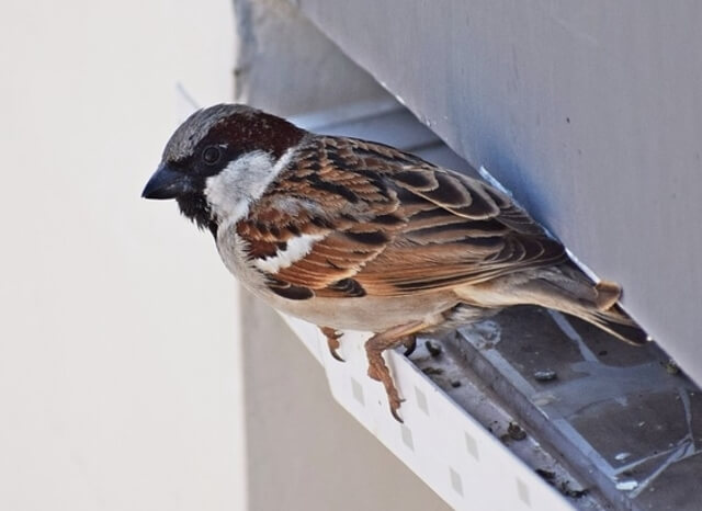 house sparrow perched on an eavestrough