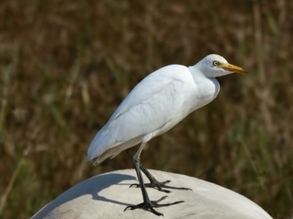 cattle egret on a horse