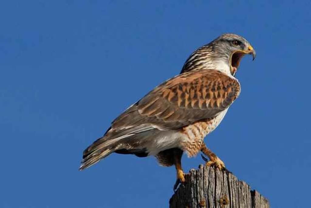 Ferruginous Hawk perched on post