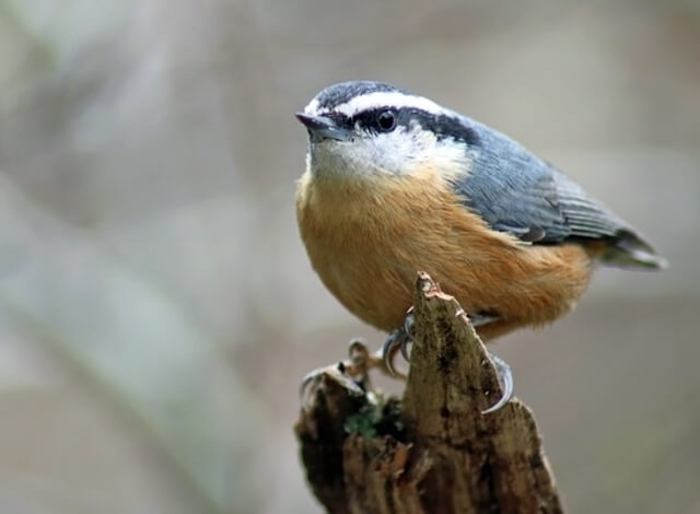 Red-breasted Nuthatch perched on a tree in winter.