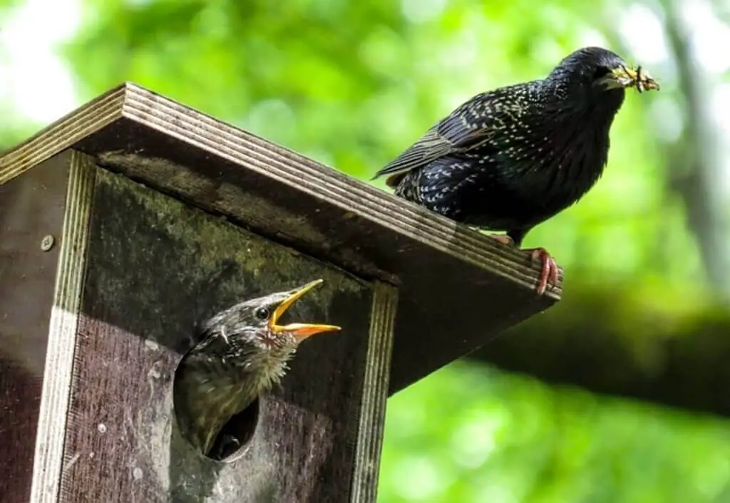 Common Starling feeding chicks on a nest box.