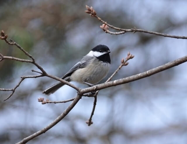 Black-capped Chickadee perched on a tree branch in winter.