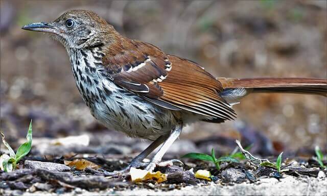brown thrasher foraging on the ground.