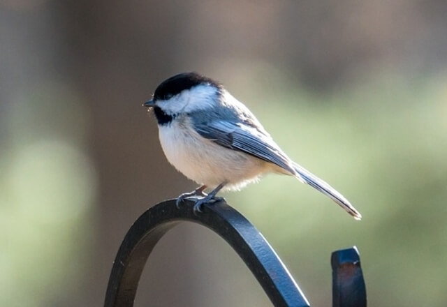 Black-capped Chickadee on a fence
