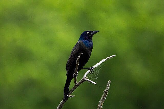 common grackle on a tree branch.