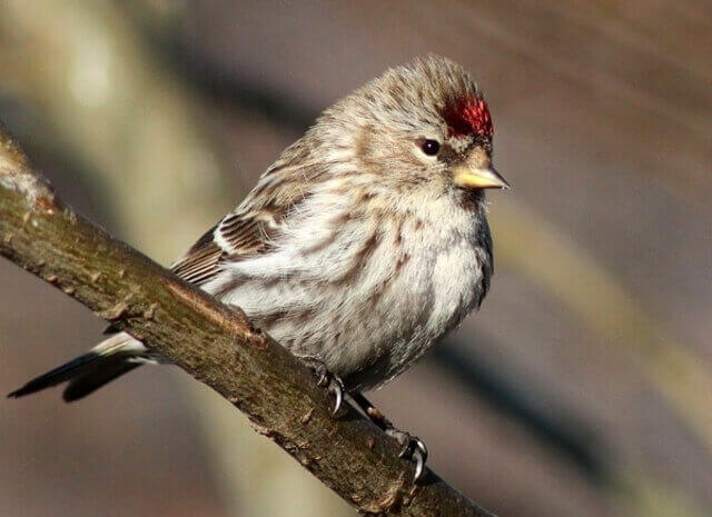 common redpoll on a tree branch