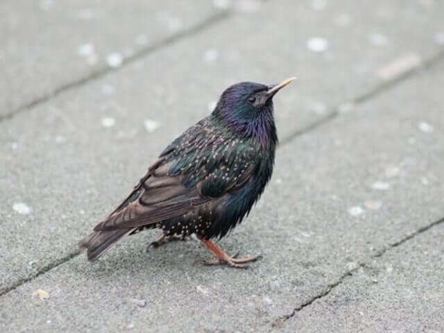 a common starling spotted on a deck.