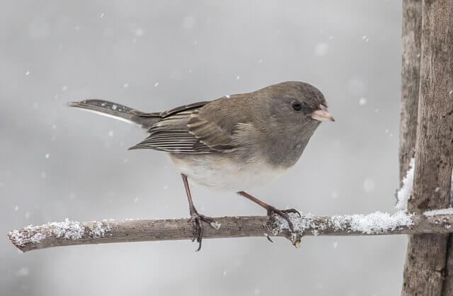Dark-eyed junco perched on a tree branch in winter.