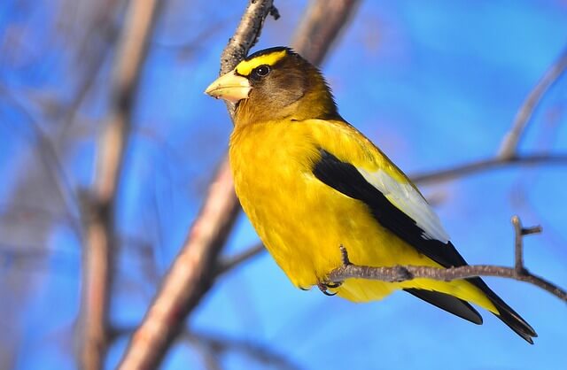 Evening Grosbeak perched on a tree branch in winter.