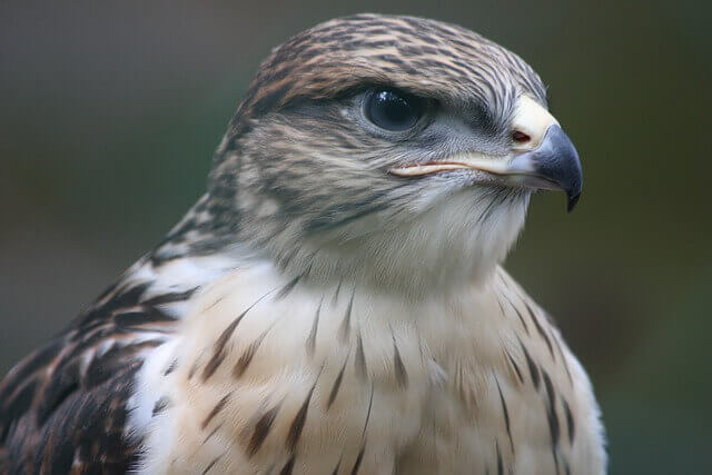 ferruginous-hawk