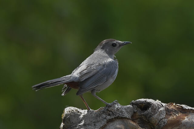 gray catbird perched on a old tree stump