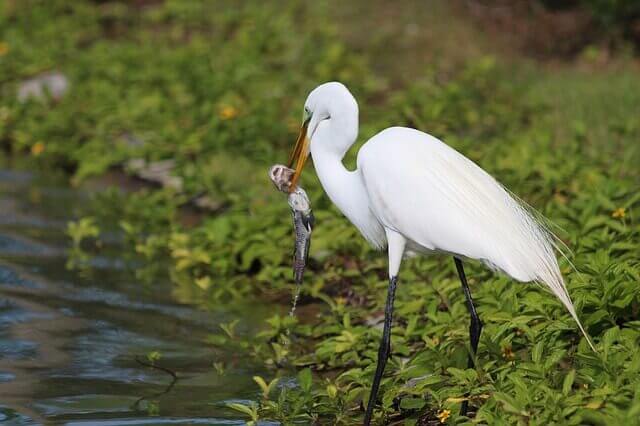 great egret feeding on a fish