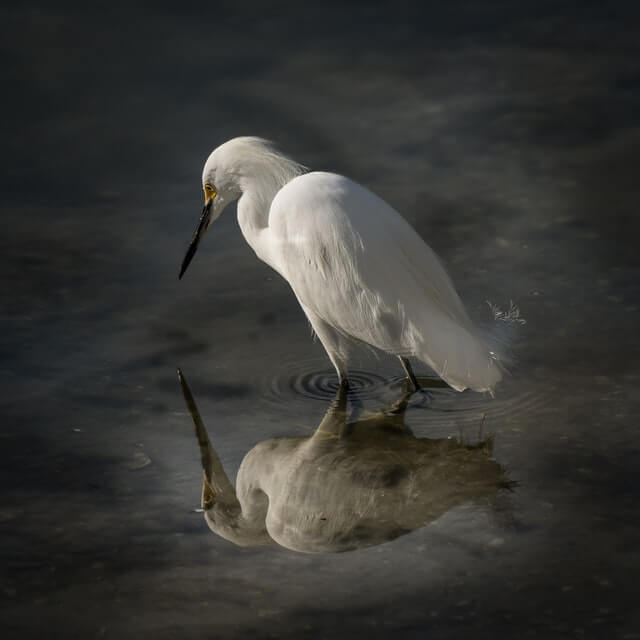 Snowy Egret looking for fish