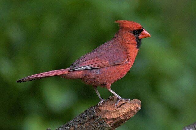 male northern cardinal on a large branch