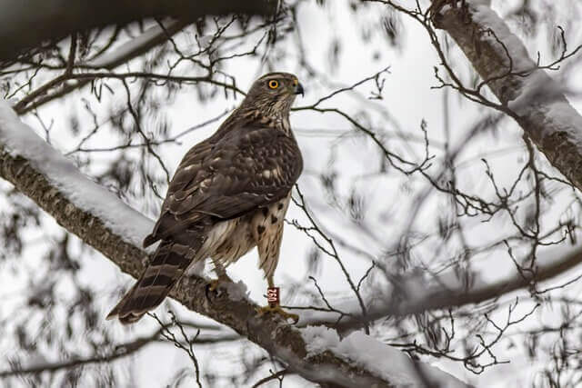 A Northern Goshawk perched on a tree branch in winter.