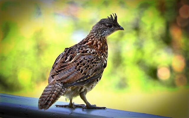 ruffed grouse on a wooden fence