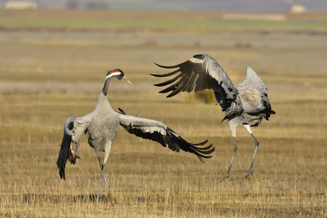 Common cranes courtship dance