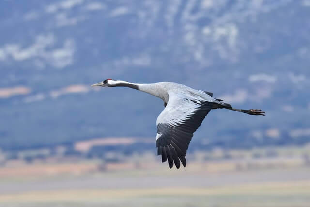 common crane in flight