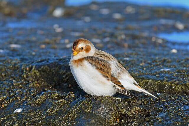 Snow bunting