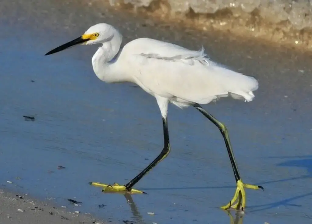 snowy egret walking on shore