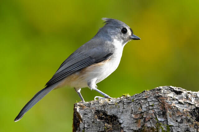 A tufted titmouse perched on a tree stump.