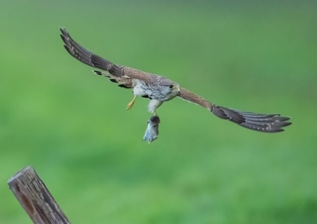 Common Kestrel with a rodent