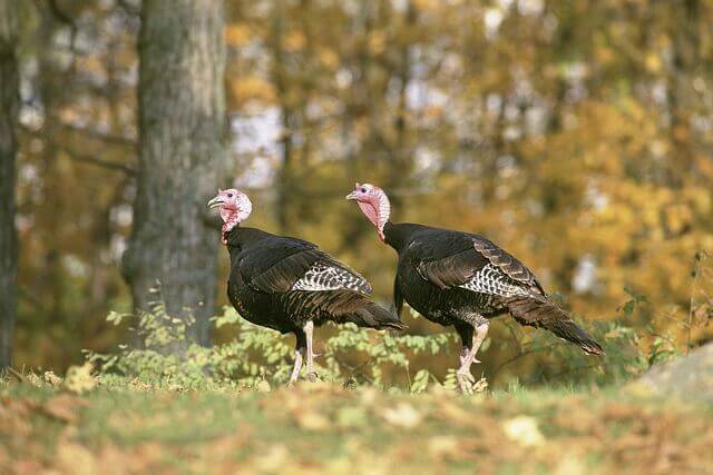 two wild turkeys roaming