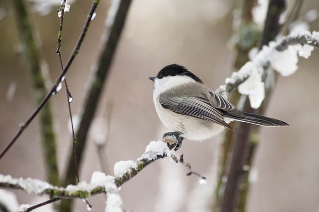 willow tit perched on tree branch in winter.
