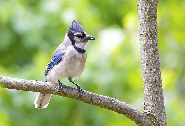 A Blue Jay perched on a tree branch.