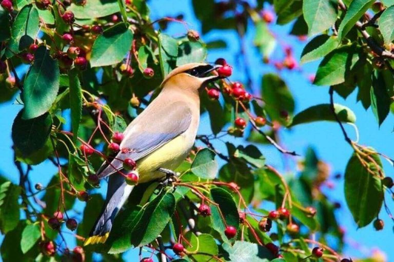 17 Birds That Eat Serviceberries Nature's Winter Feast! Learn Bird