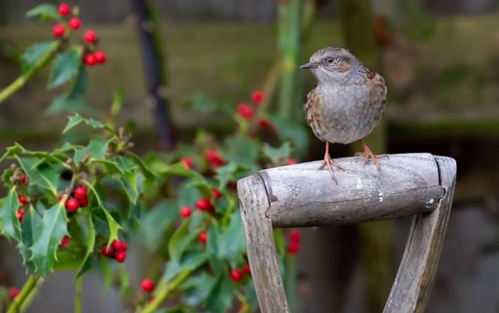 Dunnock eating holly-berries