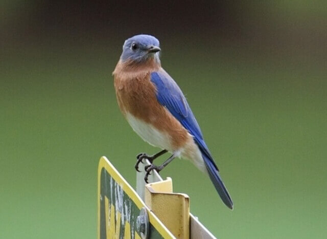 A bluebird perched on a tree branch.