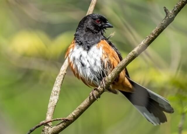 An eastern towhee perched on a tree branch
