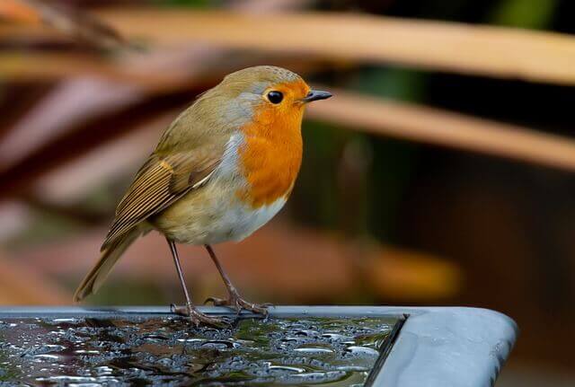 European Robin