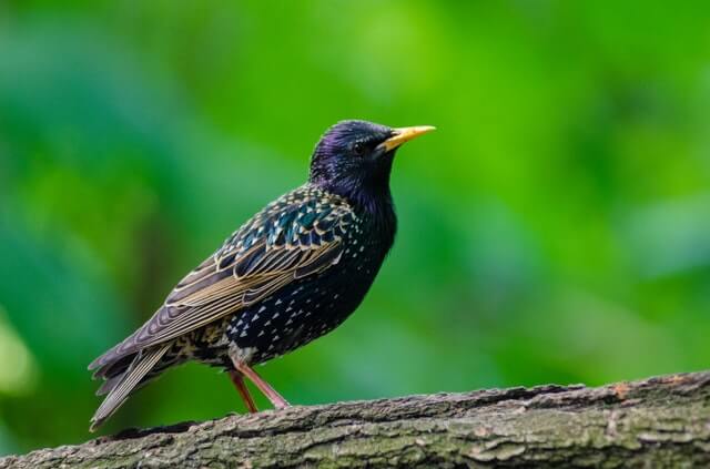 A European Starling perched on a tree branch.