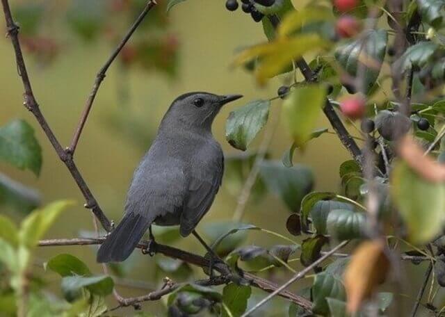 A Gray Catbird perched on a tree.