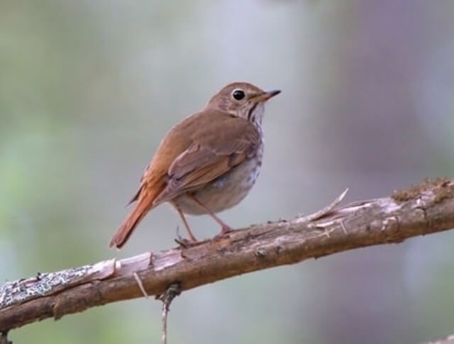 A Hermit Thrush perched on a tree branch.