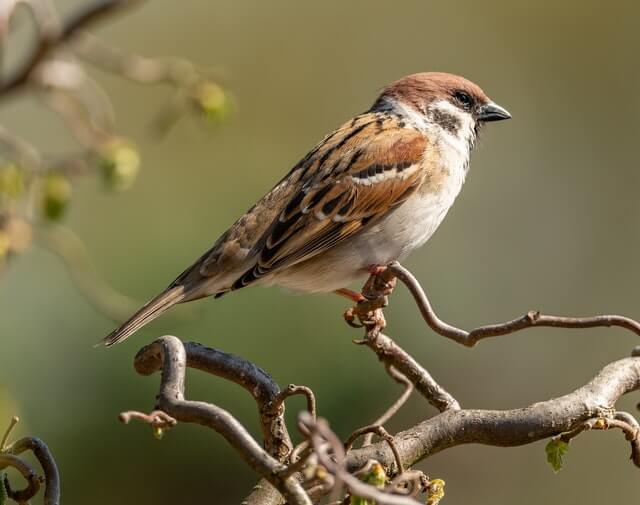  A house sparrow perched on a tree branch.