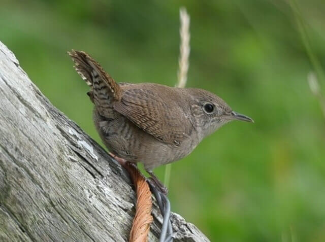  House Wren perched on a tree branch.