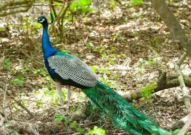 A peacock foraging.