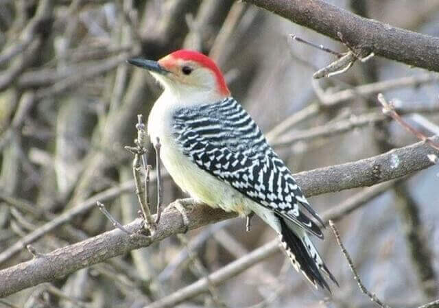 A Red-bellied Woodpecker perched on a tree branch.