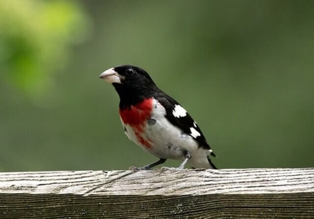 A  Rose-breasted Grosbeak perched on a fence.